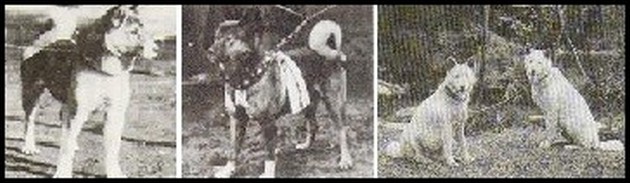 Akita-inu-Du-Temple-de-Ginkaku-ji-Histoire-14