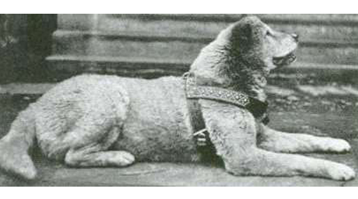 Akita-inu-Du-Temple-de-Ginkaku-ji-Histoire-15-Hatchiko