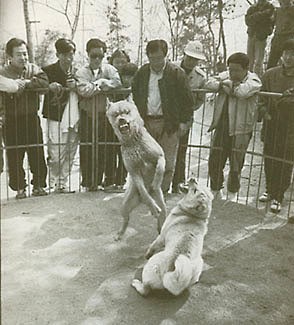 Akita-inu-Du-Temple-de-Ginkaku-ji-Histoire-5