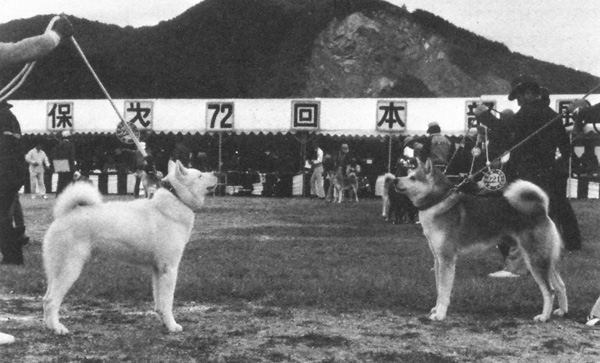Akita-inu-Du-Temple-de-Ginkaku-ji-Histoire-4 Akita-inu-Du-Temple-de-Ginkaku-ji-Histoire-4