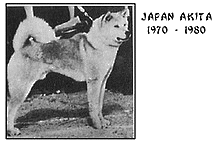Akita-inu-Du-Temple-de-Ginkaku-ji-Histoire-7 Akita-inu-Du-Temple-de-Ginkaku-ji-Histoire-7