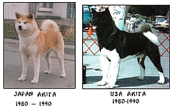Akita-inu-Du-Temple-de-Ginkaku-ji-Histoire-8 Akita-inu-Du-Temple-de-Ginkaku-ji-Histoire-8